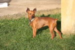 Pinscher nain : Vodka - Pinscher Nain