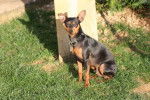 Pinscher nain : Whisky - Pinscher Nain