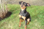Portrait de Flam assis - Pinscher Nain