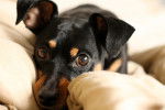 Photo Pinscher Nain