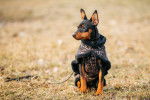 Photo Pinscher Nain