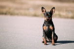 Photo Pinscher Nain