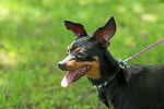 Photo Pinscher Nain
