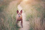 Photo Pinscher Nain