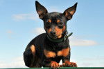 Photo Pinscher Nain