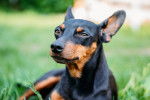 Photo Pinscher Nain