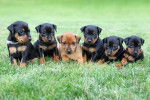 Photo Pinscher Nain