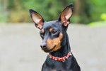 Photo Pinscher Nain