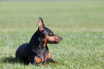 Photo Pinscher Nain