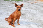 Photo Pinscher Nain