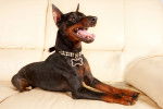 Photo Pinscher Nain