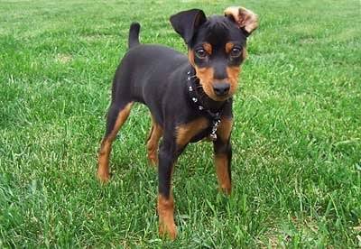 kobybryan - Pinscher Nain Mâle (10 mois)