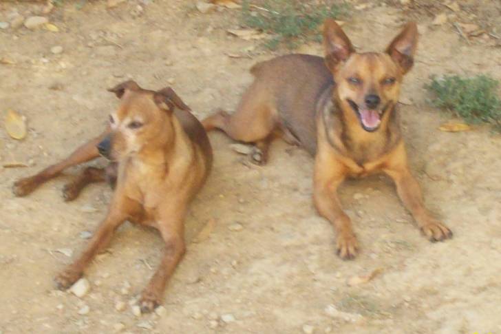 Adoc et Benji - Pinscher Nain Mâle (7 ans)