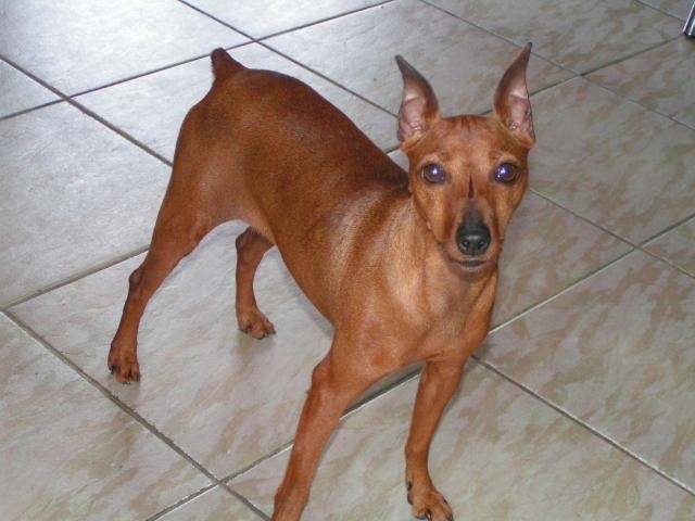 UTOPIA - PINSCHER NAIN fauve - Pinscher Nain