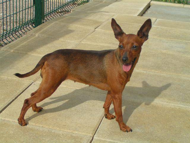 UNA - PINSCHER NAIN - Pinscher Nain