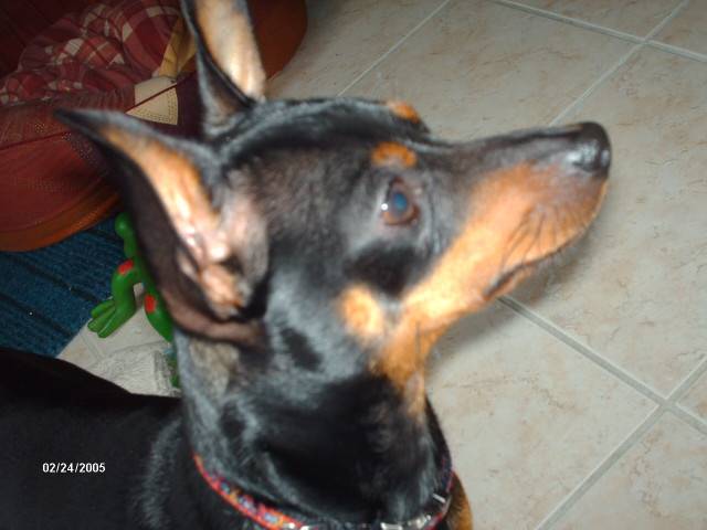 pinscher nain klein - Pinscher Nain