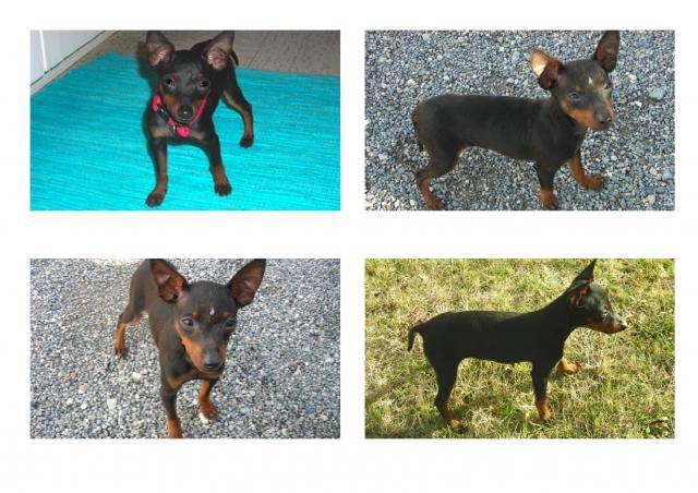 Cayenne Pinscher nain - Pinscher Nain