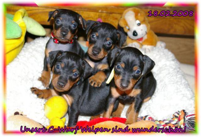 cayenne pinscher nain 5 semaines - Pinscher Nain