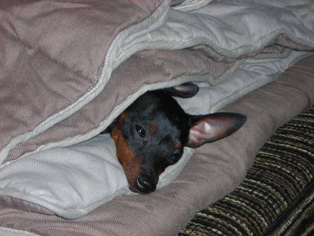 Cayenne Pinscher nain bientot 7 mois - Pinscher Nain (7 mois)
