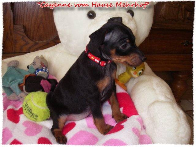 cayenne pinscher nain 6 semaines et demie - Pinscher Nain