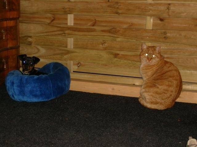 skrapy-doo pinscher nain et son pote''Merlin''le chat.. - Pinscher Nain