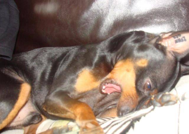klein pinscher nain - Pinscher Nain