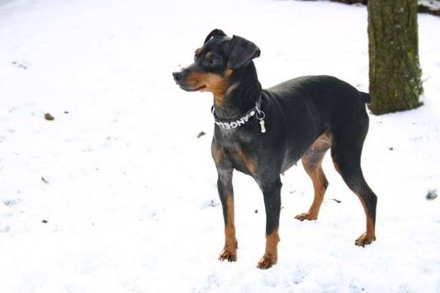 Pinscher nain : Téquila - Pinscher Nain