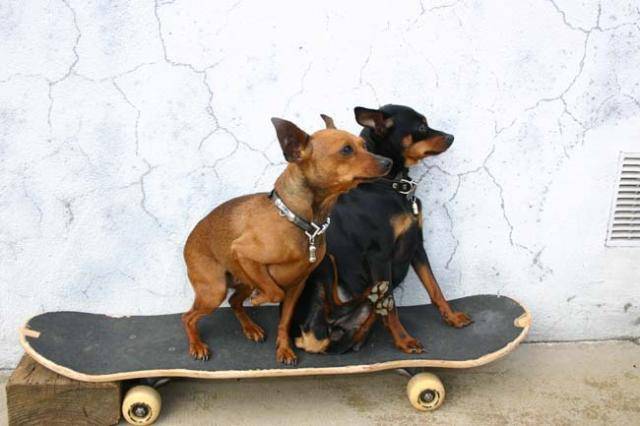 Pinscher nain : Angy et Vodka - Pinscher Nain