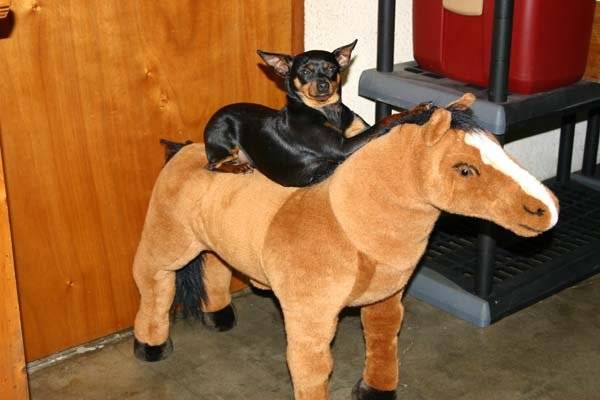 Pinscher nain : Angy - Pinscher Nain