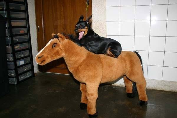 Pinscher nain : Angy - Pinscher Nain