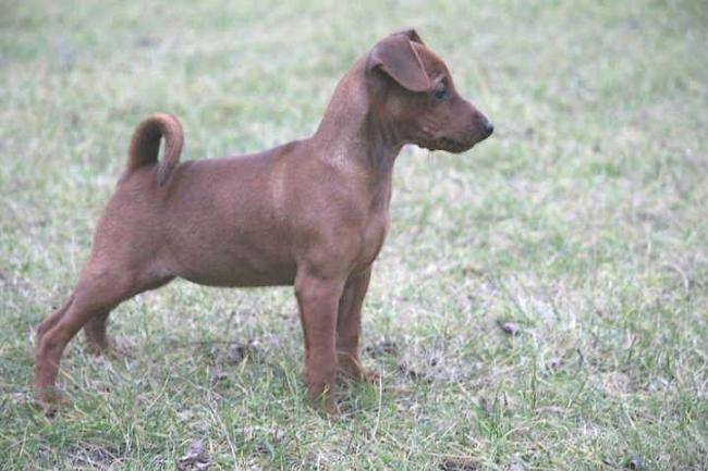 Dynamite Obreïka - Pinscher Nain
