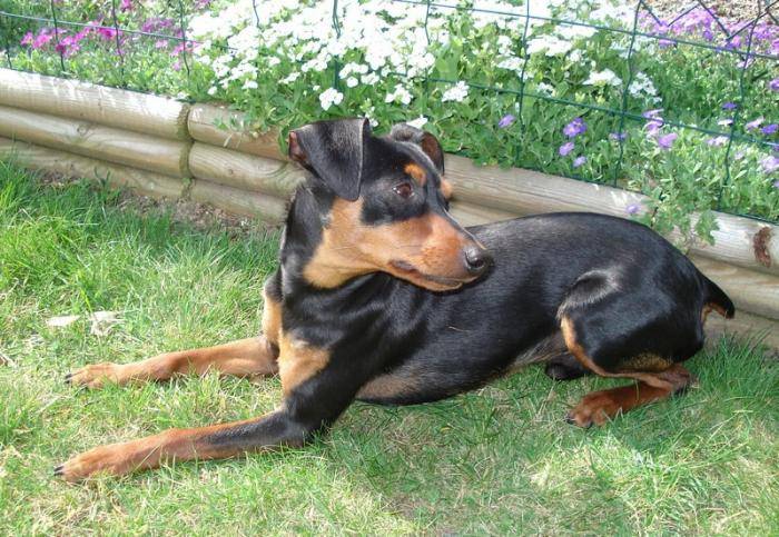 Flam 3 ans devant les fleurs - Pinscher Nain (3 ans)