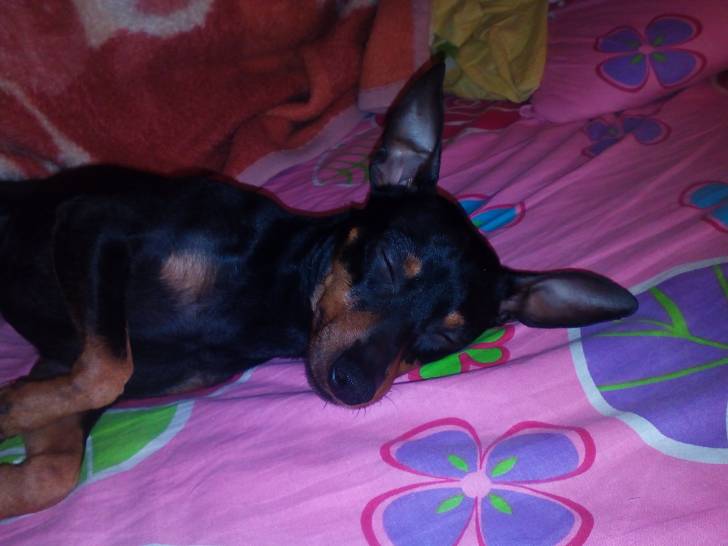 Hermes - Pinscher Nain Mâle (4 ans)