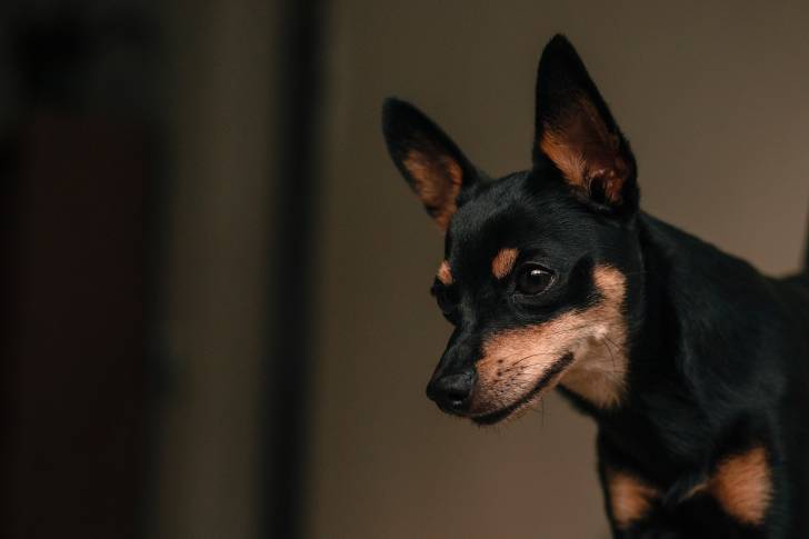 Photo Pinscher Nain