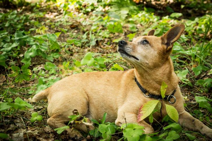 Photo Pinscher Nain