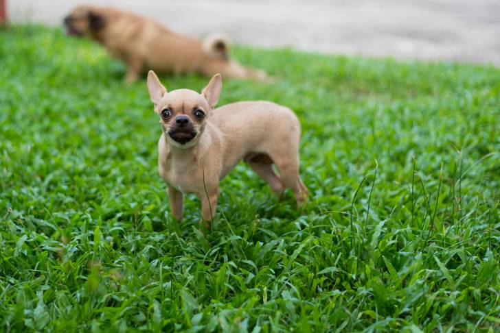 Photo Pinscher Nain