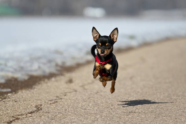 Photo Pinscher Nain