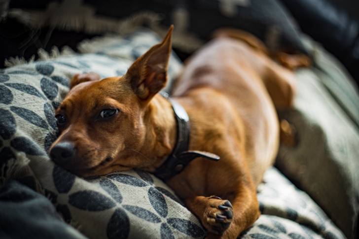 Photo Pinscher Nain