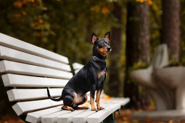 Photo Pinscher Nain