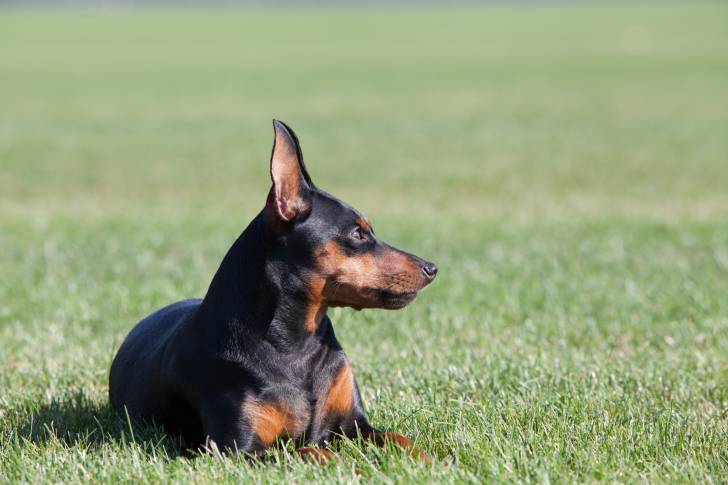 Photo Pinscher Nain