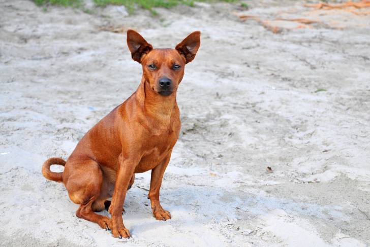 Photo Pinscher Nain