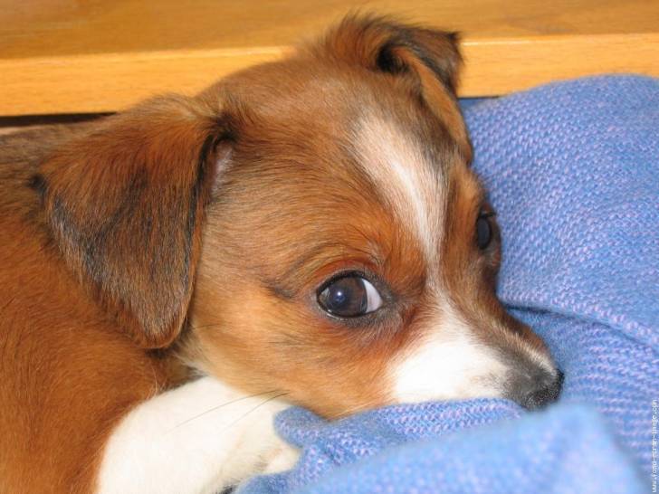 bib - Pinscher Nain Mâle (1 mois)