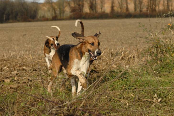 Photo Poitevin