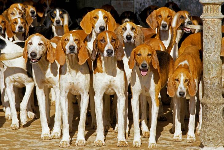 Une meute de chiens Poitevins