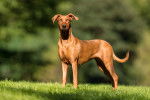 Un Chien de Rhod&eacute;sie &agrave; Cr&ecirc;te Dorsale se tient fi&egrave;rement