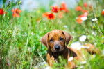 Photo Rhodesian Ridgeback