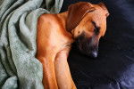 Un Rhodesian Ridgeback allong&eacute; qui dort recouvert d'un plaid