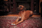 Photo Rhodesian Ridgeback