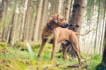 Un Rhodesian Ridgeback qui se prom&egrave;ne dans une for&ecirc;t