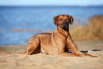 Un Rhodesian Ridgeback allong&eacute; sur le sable &agrave; la plage